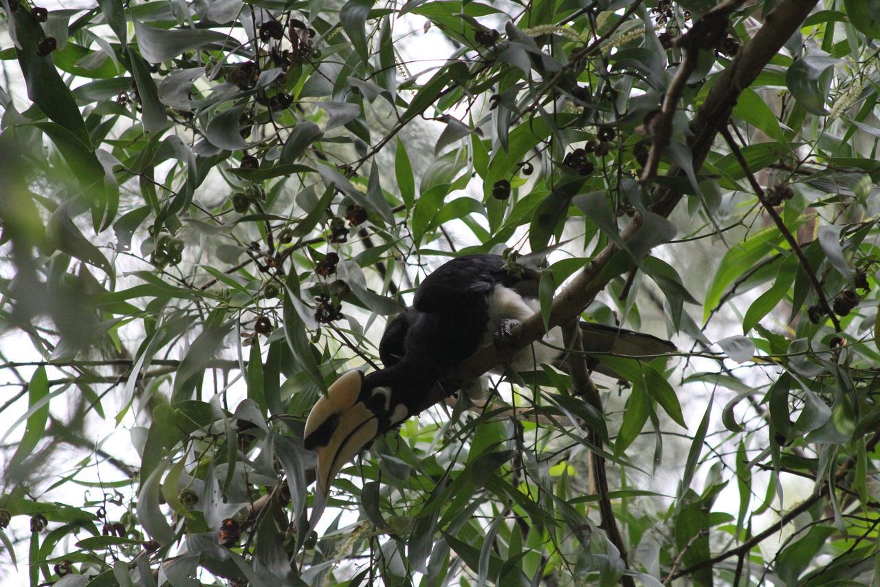 Hornbill Hut Hotel Koh Phayam Luaran gambar